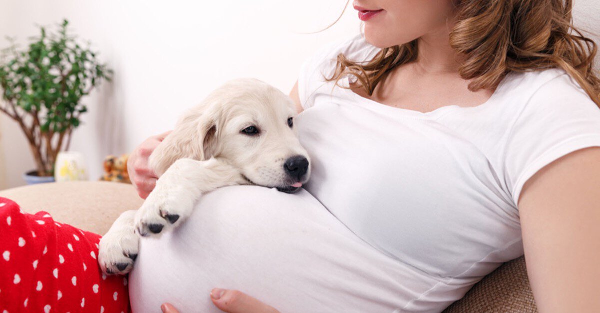 Hund und Schwangerschaft