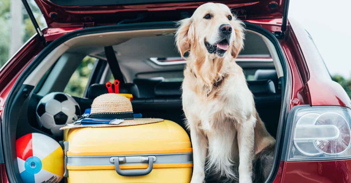 Reisen mit Hund