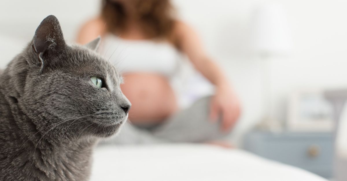 toxoplasmose