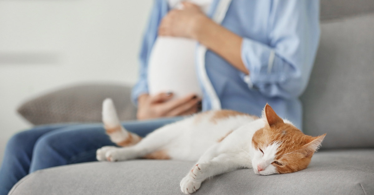 schwangere frau mit einer katze