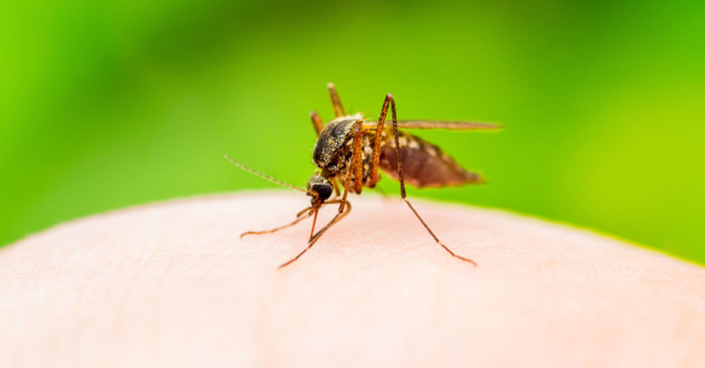 Tipps gegen Mücken