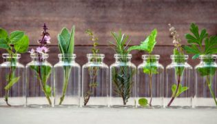 Kräuter in der Schwangerschaft